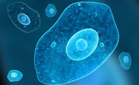 Πρωτοζωικά παράσιτα δυσεντερία amoeba