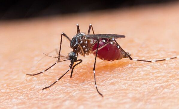 Το κουνούπι είναι ο φορέας των πρωτοζωικών παρασίτων και της ελονοσίας